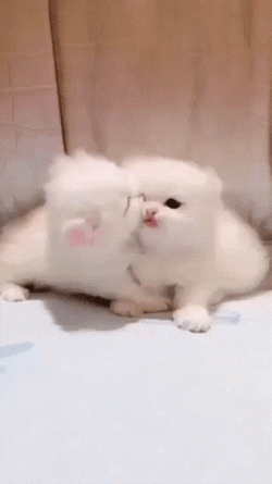 Cat Lover Baby Cat Hugging GIF