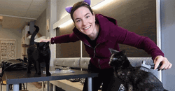 Cat Lover Cat Combing GIF