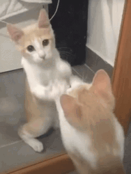 Cat Lover Cat In The Mirror GIF