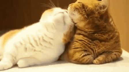 Cat Lover Couple Cats GIF
