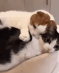 Cat Lover Cuddling GIF