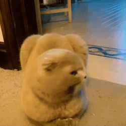 Cat Lover Disney Eyes GIF