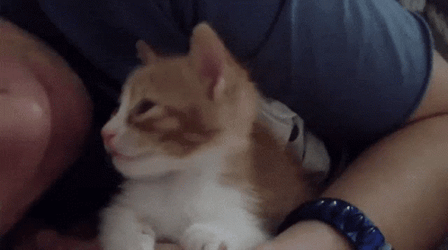 Cat Lover  Fainted On Kiss GIF