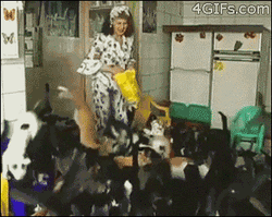 Cat Lover Flood Of Cats GIF