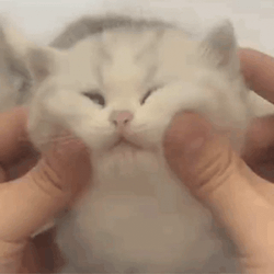 Cat Lover Fluffy  Cheeks GIF