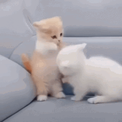 Cat Lover Little Cats Small Fight GIF