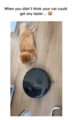 Cat Loves Being Pulled By Roomba Irobot Vacuum Cleaner GIF
