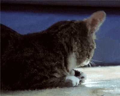 Cat Lying Down Eyes Closed GIF