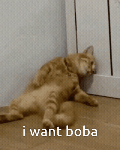 Cat Lying Down Saying I Want Boba GIF