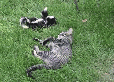 Cat Lying In Grass Next To Two Skunks GIF