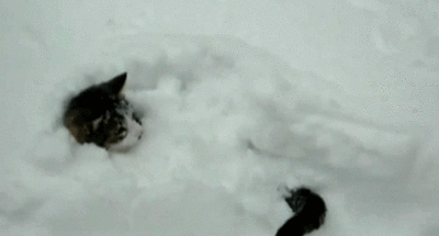 Cat Lying In Snow GIF