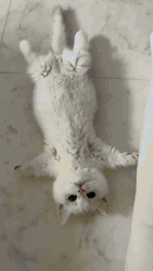 Cat Lying Lay Down GIF