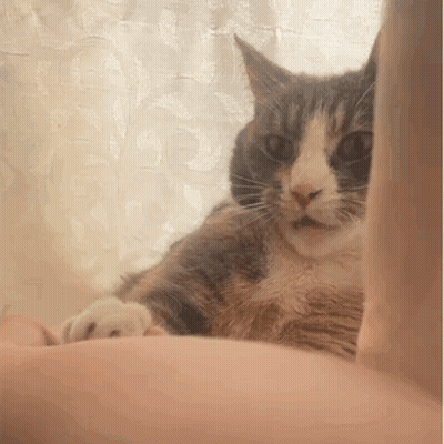 Cat Lying On Arm Looking At Camera GIF
