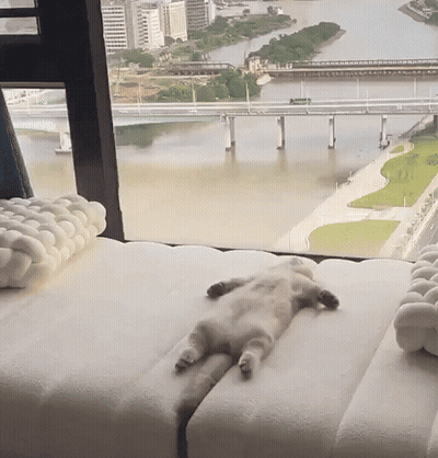 Cat Lying On Back By Window GIF