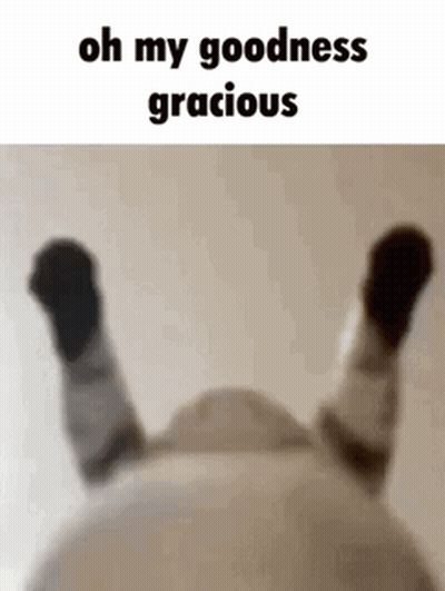 Cat Lying On Back Legs Up Saying Oh My Goodness Gracious GIF