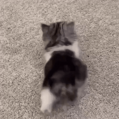 Cat Lying On Back On Carpet Looking At Camera GIF