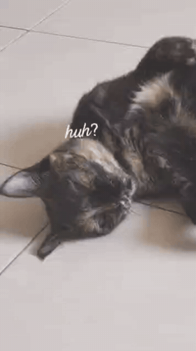 Cat Lying On Back On Tile Floor GIF