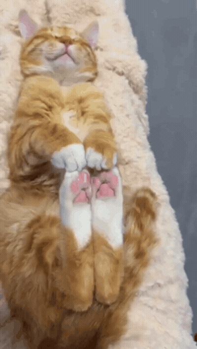 Cat Lying On Back With Paws Up GIF