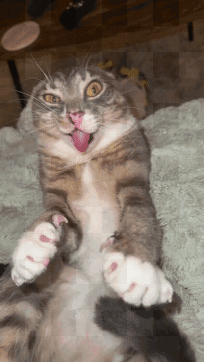 Cat Lying On Back With Tongue Out GIF