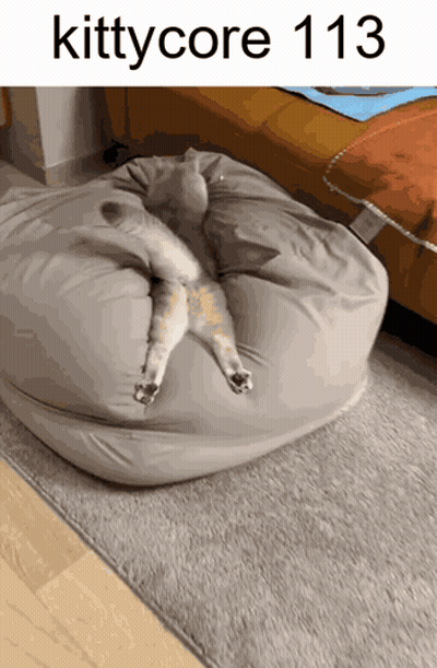 Cat Lying On Bean Bag With 113 GIF
