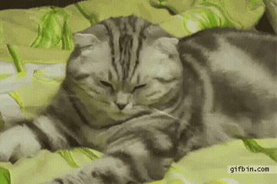 Cat Lying On Bed Eyes Closed Looking At Camera GIF