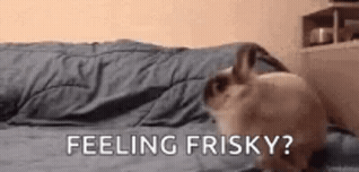 Cat Lying On Bed Feeling Frisky GIF