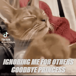 Cat Lying On Bed Ignoring Goodbye Princess GIF