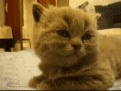 Cat Lying On Bed Looking At Camera GIF