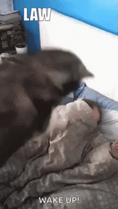Cat Lying On Bed Next To Sleeping Person GIF