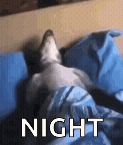 Cat Lying On Bed Night GIF
