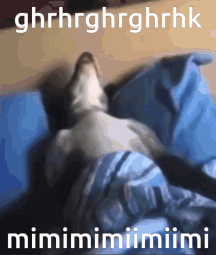 Cat Lying On Bed Saying Mimimimimimi GIF
