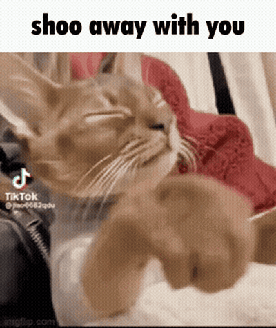 Cat Lying On Bed Saying Shoo Away GIF