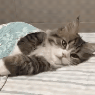 Cat Lying On Bed Under Blanket GIF