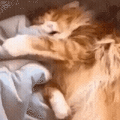 Cat Lying On Bed With Head On Pillow GIF