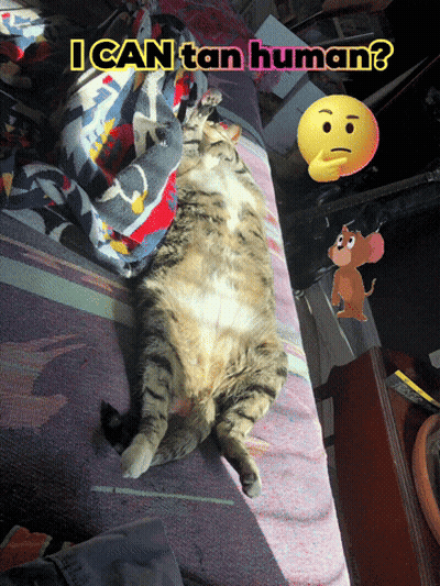 Cat Lying On Bed With I Can Tan Human GIF
