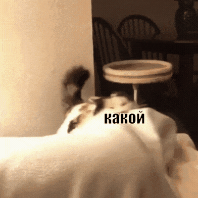 Cat Lying On Bed With Какой Written GIF
