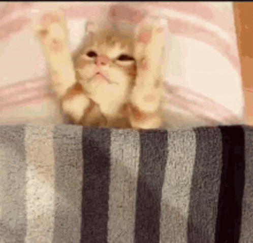 Cat Lying On Bed With Paws Up GIF