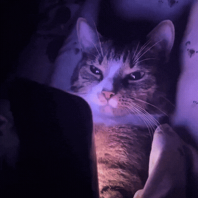 Cat Lying On Bed With Purple Light GIF