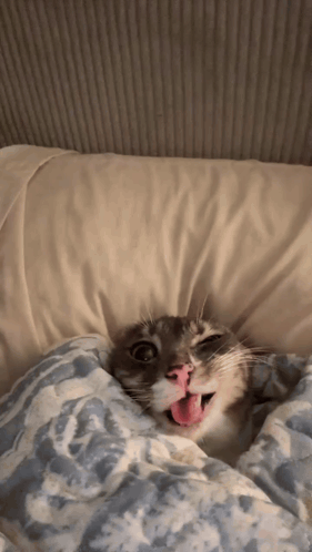 Cat Lying On Bed With Tongue Out GIF