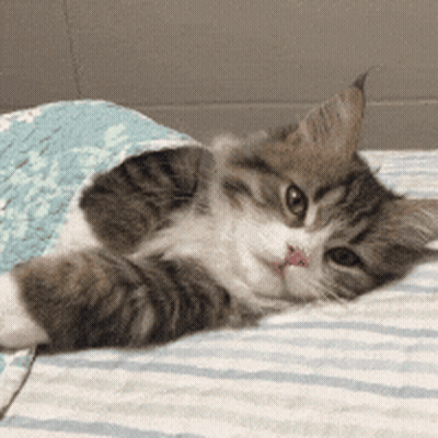 Cat Lying On Bed With Tongue Out GIF
