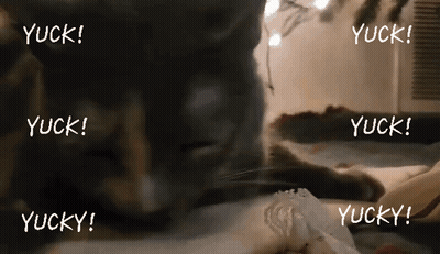 Cat Lying On Bed With Yuck Words GIF