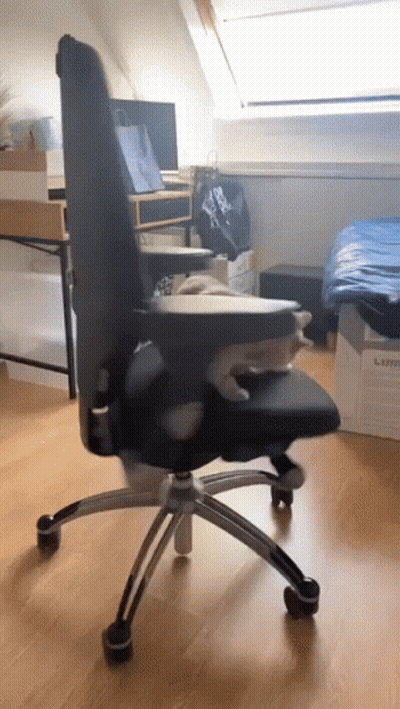 Cat Lying On Black Office Chair GIF
