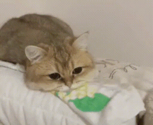 Cat Lying On Blanket Eating Green Object GIF