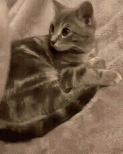 Cat Lying On Blanket Looking At Camera GIF