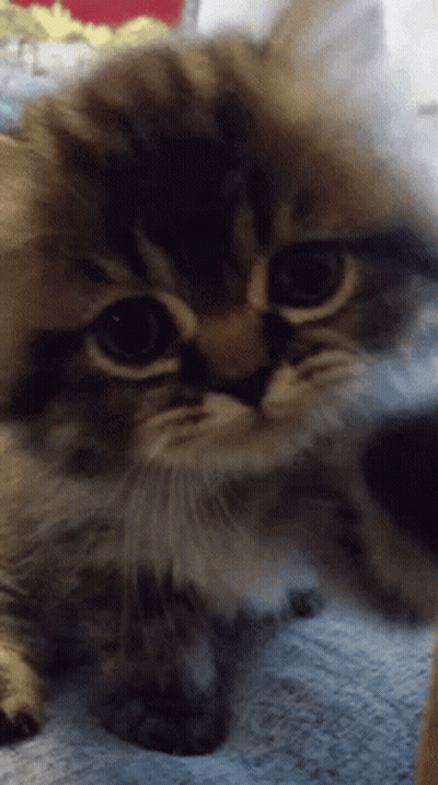 Cat Lying On Blanket Looking At Camera GIF
