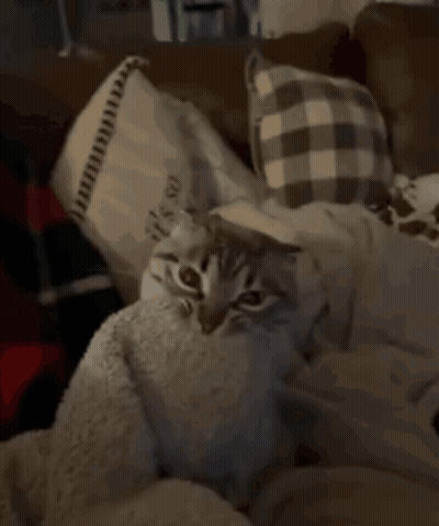 Cat Lying On Blanket With Pillow Saying It's So On It GIF