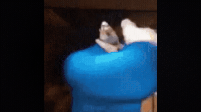 Cat Lying On Blue Blanket GIF