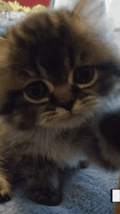 Cat Lying On Blue Blanket Looking At Camera GIF
