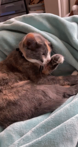 Cat Lying On Blue Blanket GIF