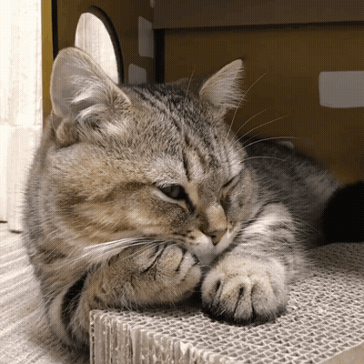 Cat Lying On Cardboard Box Covering Face GIF